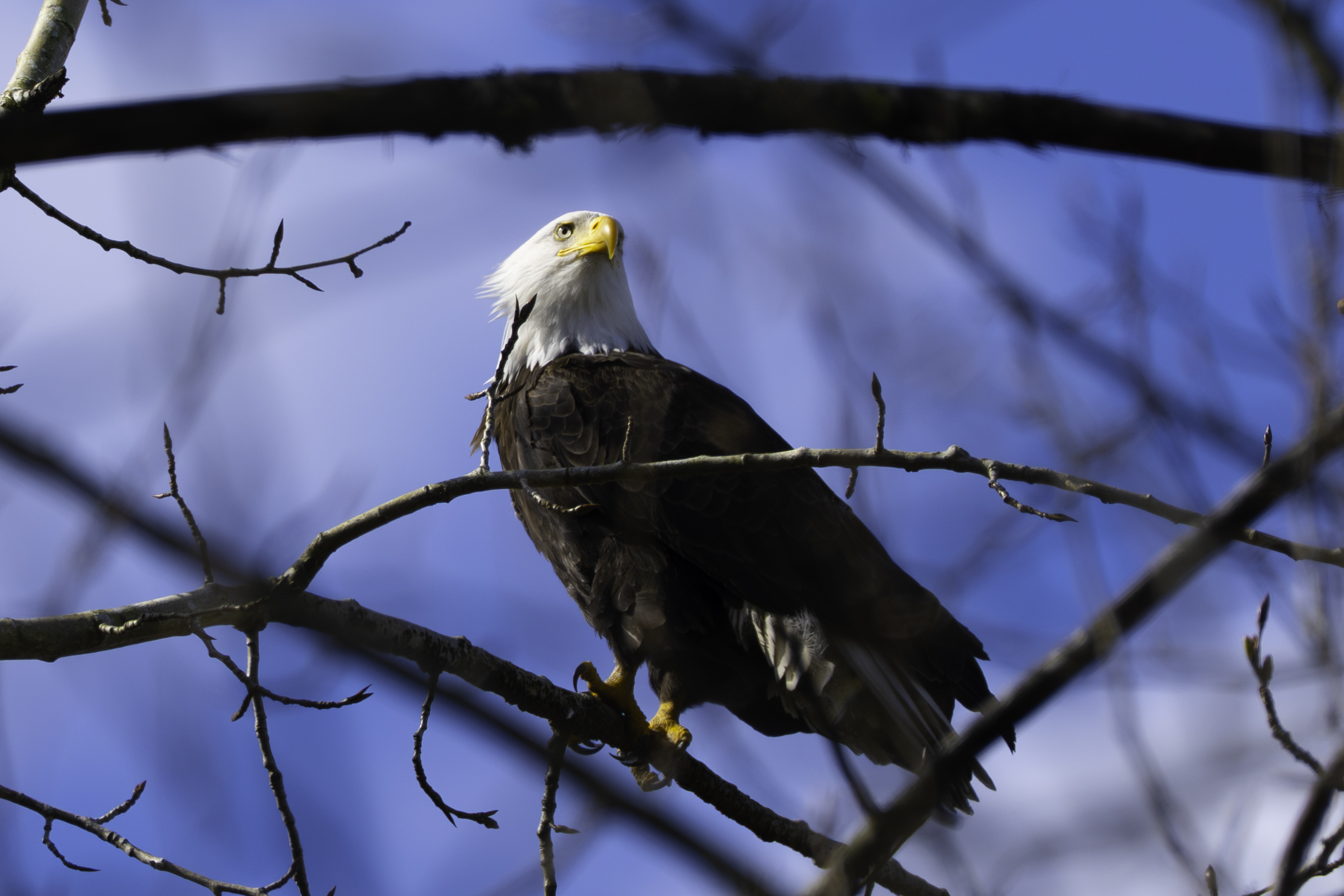 Bald Eagle